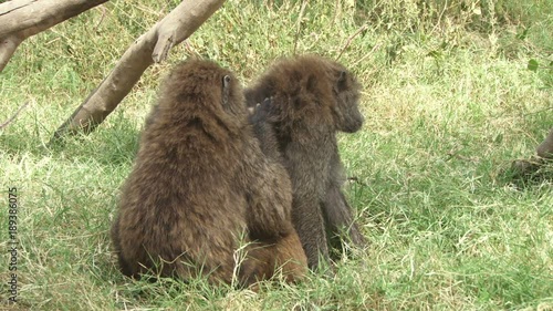 Wallpaper Mural Two male baboons grooming each other. Torontodigital.ca