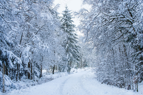 the winter forest after a snowfall