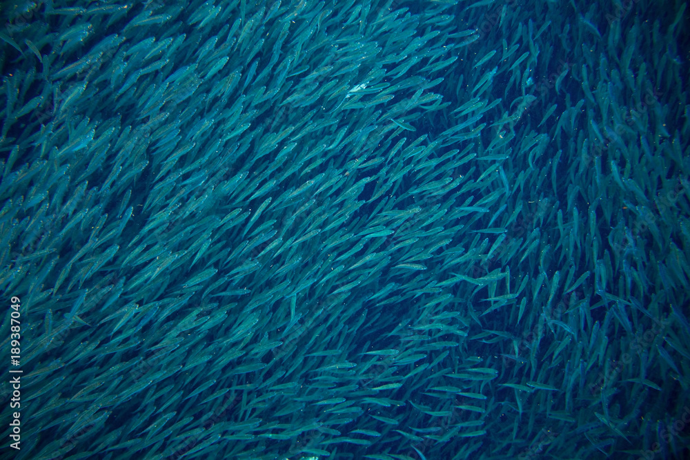 Sea sardine colony in ocean. Massive fish school undersea photo.