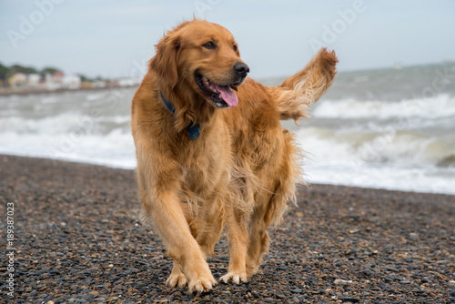 Fototapeta Naklejka Na Ścianę i Meble -   golden retriever dog poses as model on the beach while walking