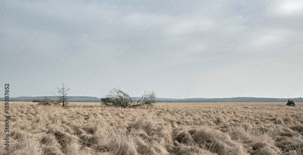 Wide plain with high yellow grass and dead fallen trees under cloudy sky.