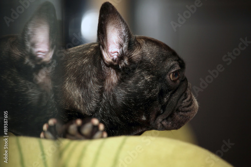 French Bulldog Lazy Sunday