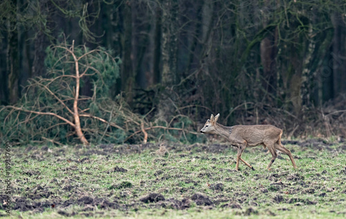 Young roebuck walking in meadow near forest. © ysbrandcosijn