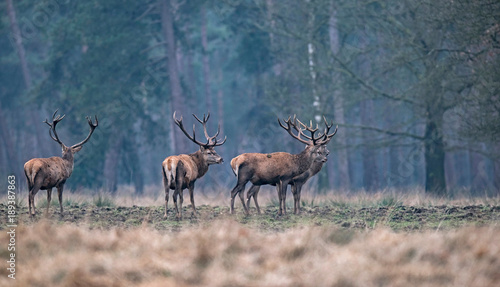 Group of red deer stag in forest meadow standing together. © ysbrandcosijn
