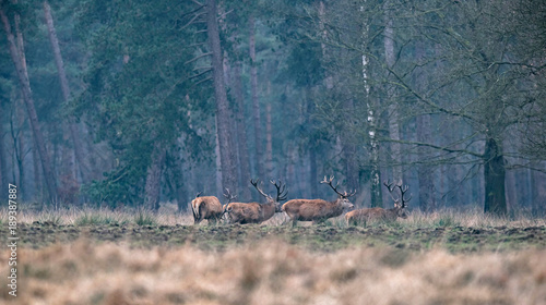Group of red deer stag in field walking into forest. Side view.