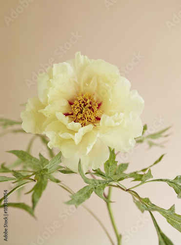 Close-up of yellow flower on white background