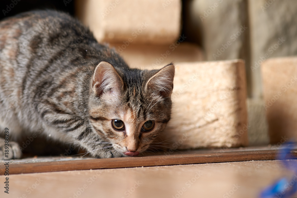 Kitten with protruding tounge is hunting on a blue ribbon. Kitten with protruding tounge is hunting on a blue ribbon.