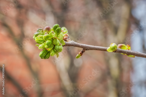 Cherry branch with flower buds and the first spring leaves