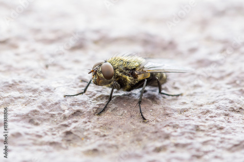 Diptera Meat Fly Insect On Rock