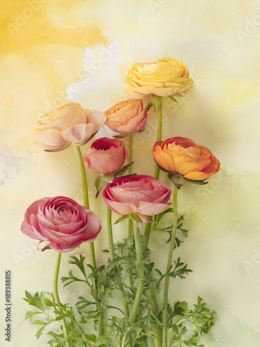 Close-up of flowers on cream colored background