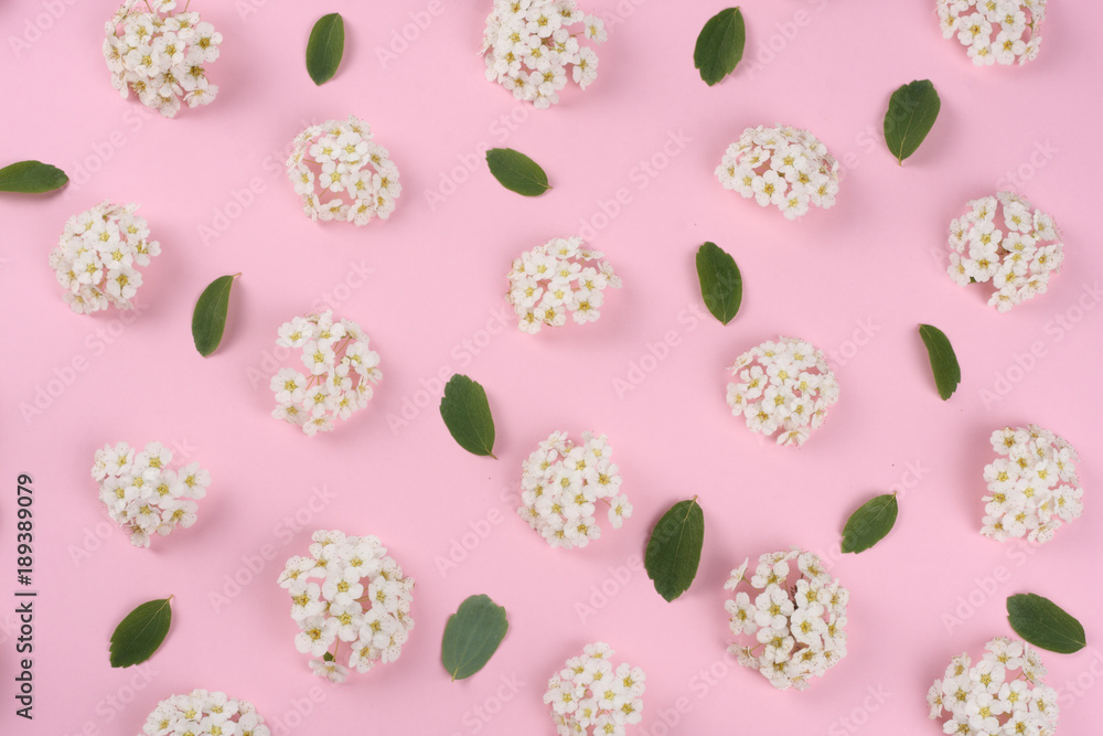 frame of spring white flowers on pink background. Flat lay, top view. frame of spring white flowers on pink background. Flat lay, top view.