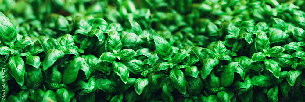 Fresh basil background. Green banner. Food and clean eating concept. Copy space - obrazy, fototapety, plakaty 