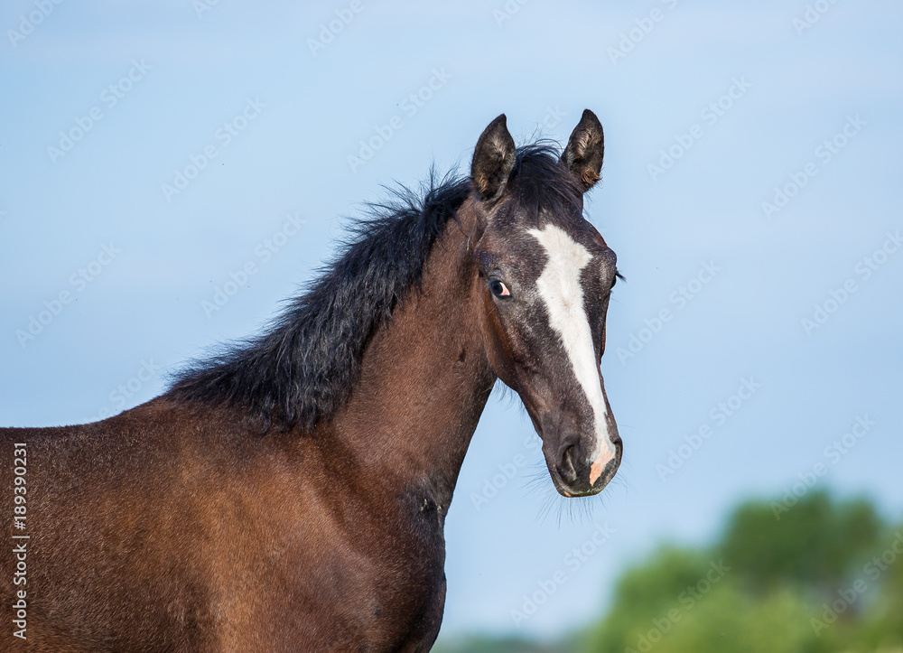 Fototapeta premium orlov trotter filly