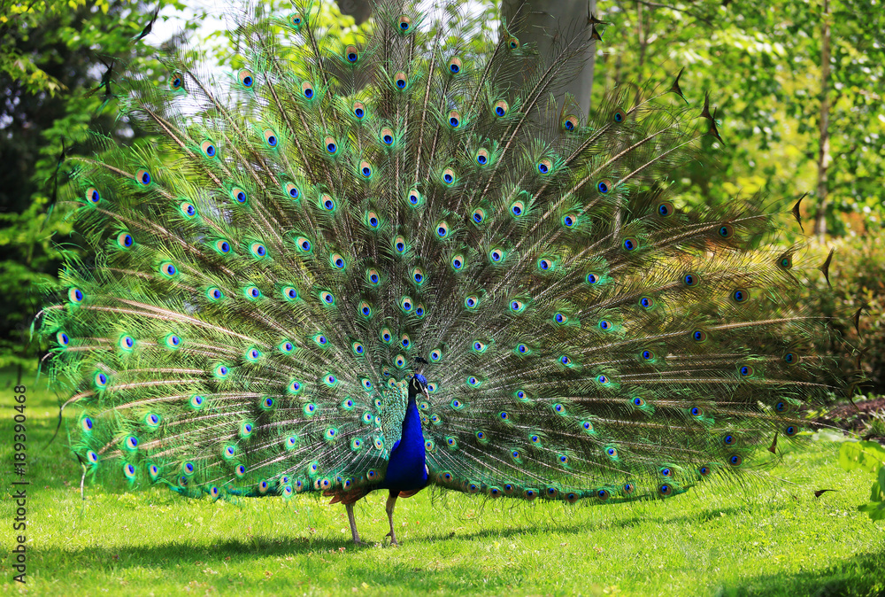 Fototapeta premium Colorful peacock with huge open tail