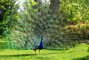 Fototapete Pfau Bunter Pfau mit weit geöffnetem Rad  © Zsolt Biczó