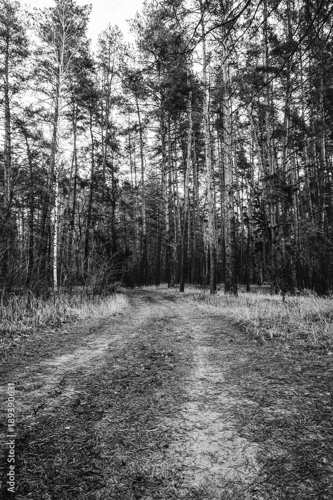 Old road in the pine forest in autumn time. Monochrome photo. Old road in the pine forest in autumn time. Monochrome photo.