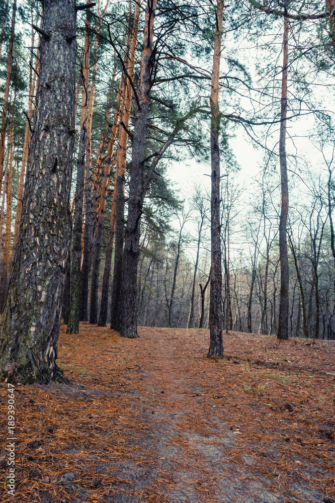 Fototapeta premium Old road in the pine forest in autumn time.