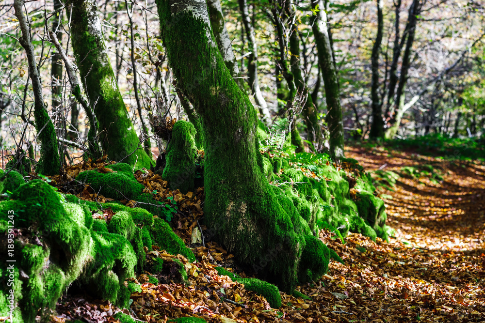 Fototapeta premium Beautiful green moss in autumnal forest, sun and shadows, natural concept