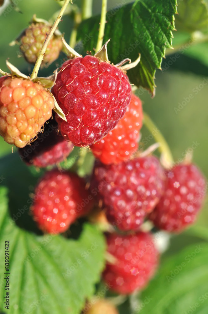 close-up of raspberry branch in the garden close-up of raspberry branch in the garden