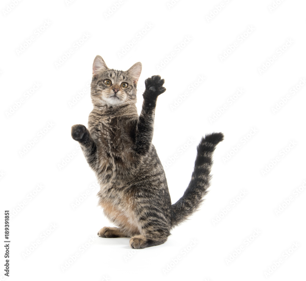 Tabby cat playing Tabby cat playing