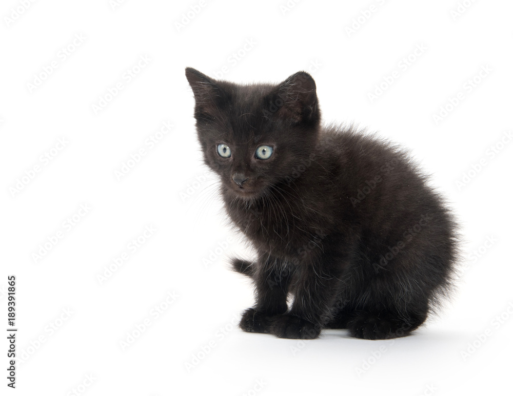 Black kitten playing