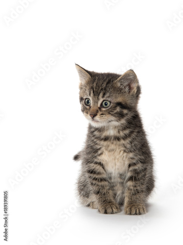 Cute tabby kitten on white