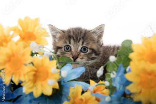 Tabby kittens with flowers