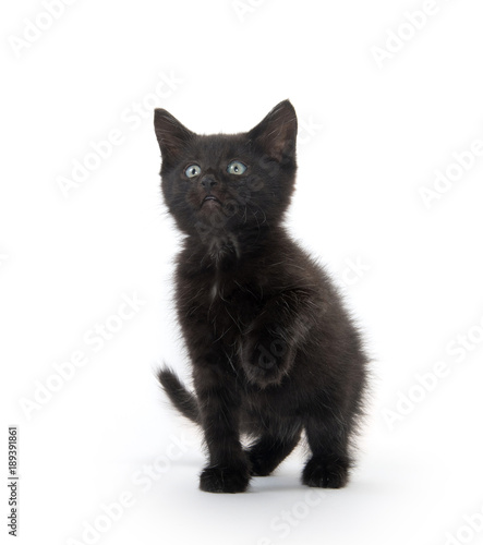 Fototapeta Naklejka Na Ścianę i Meble -  Black kitten playing
