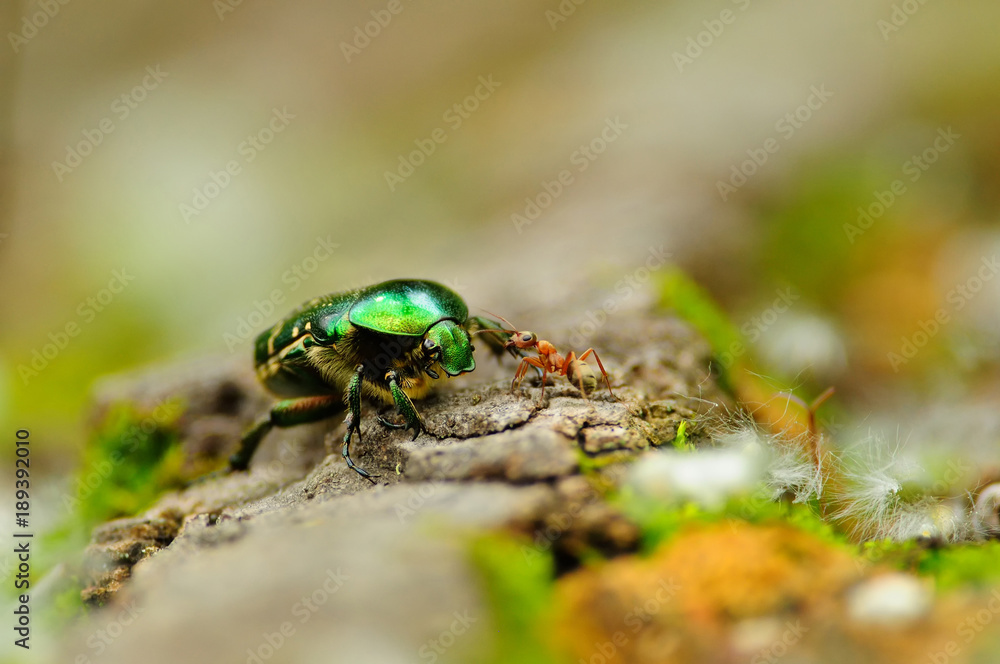 Rose chafer met the red wood ant on a fallen tree and they carefully become acquainted.