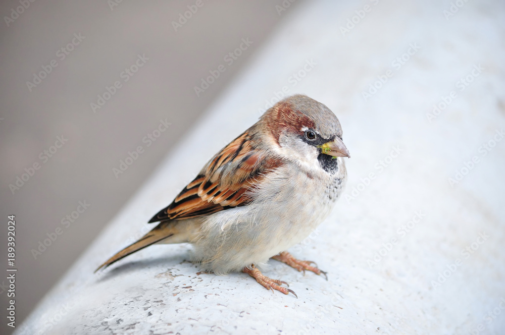 House sparrow sits ruffle up. House sparrow sits ruffle up.