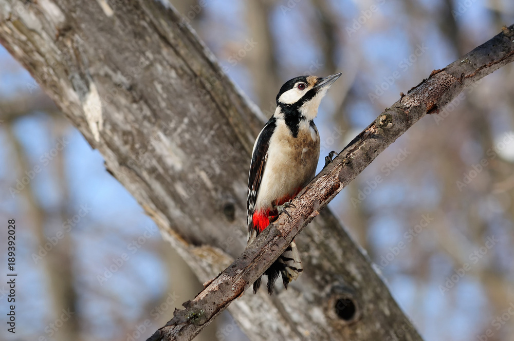 The great spotted woodpecker sitting on the branch against the background of a dry tree. The great spotted woodpecker sitting on the branch against the background of a dry tree.