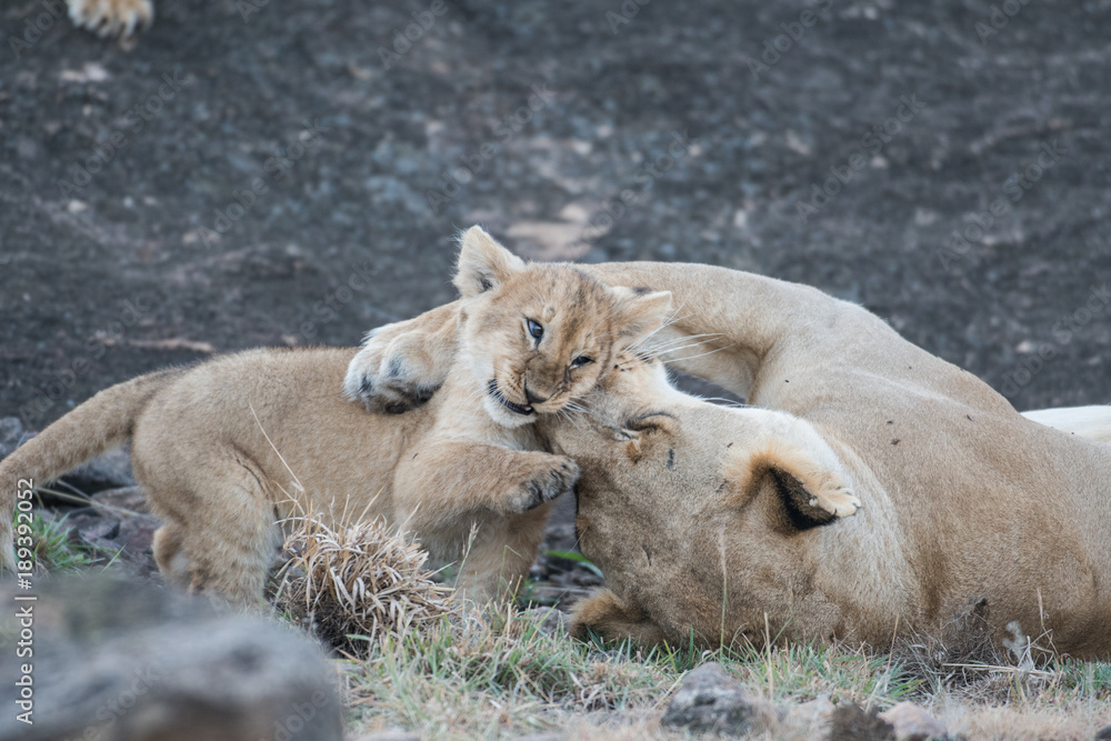 Obraz premium Lioness and its cub