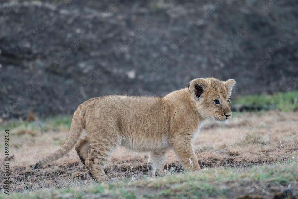 Lion cub in Masai Mara Lion cub in Masai Mara
