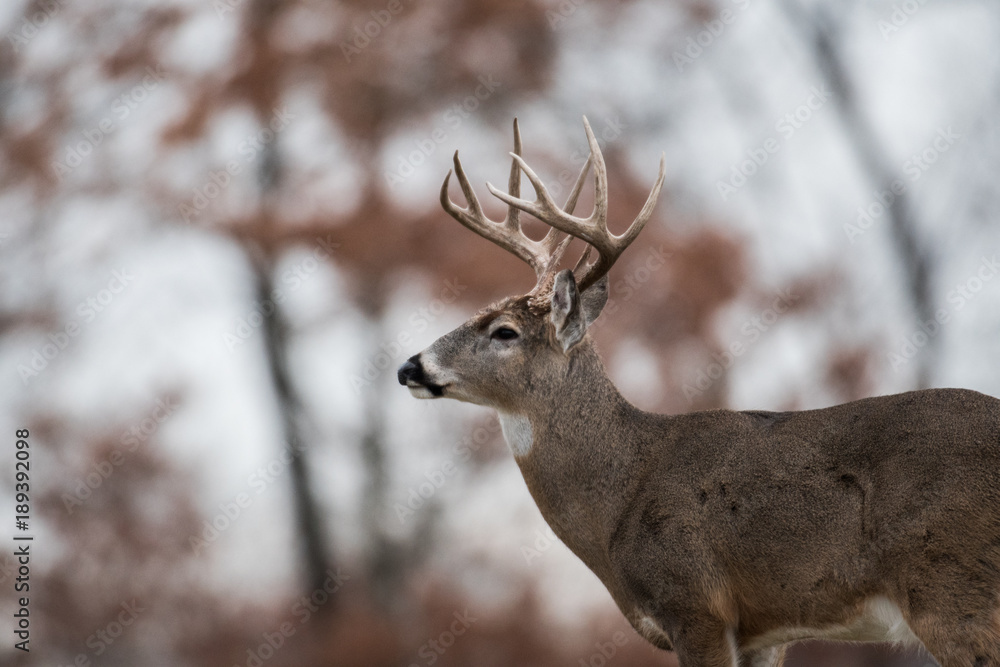 Fototapeta premium Whitetailed deer buck