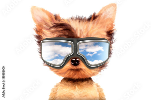 Dog in sunglasses isolated on white background