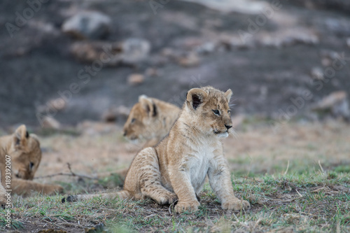 Fototapeta Naklejka Na Ścianę i Meble -  African lion cubs