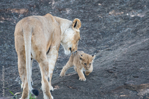Fototapeta Naklejka Na Ścianę i Meble -  Female lion in Masai Mara, Kenya