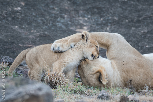 Lioness and its cub