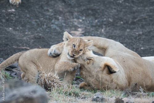 Fototapeta Naklejka Na Ścianę i Meble -  Lioness and its cub