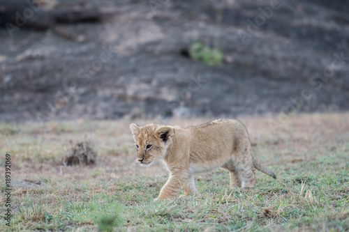 Fototapeta Naklejka Na Ścianę i Meble -  Lion cub in Masai Mara