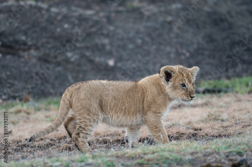 Fototapeta Naklejka Na Ścianę i Meble -  Lion cub in Masai Mara