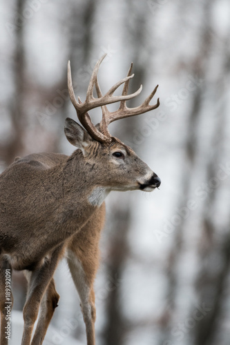 Whitetailed deer buck