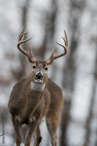 Whitetailed deer buck © Tony Campbell