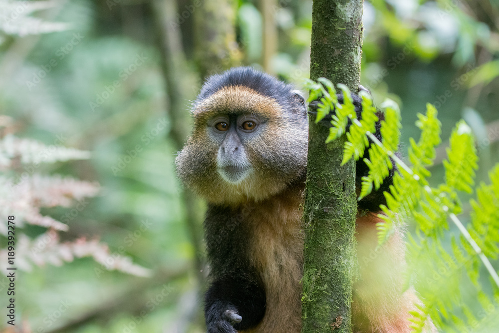 Obraz premium Golden monkey in Rwanda