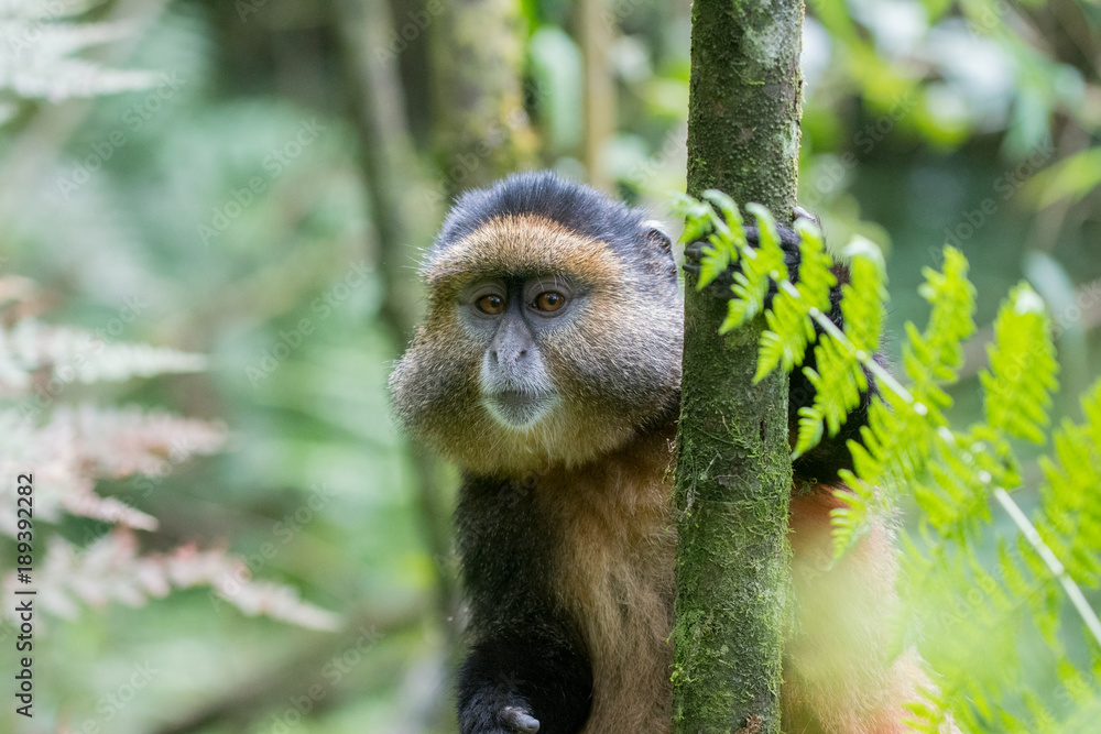 Fototapeta premium Golden monkey in Rwanda