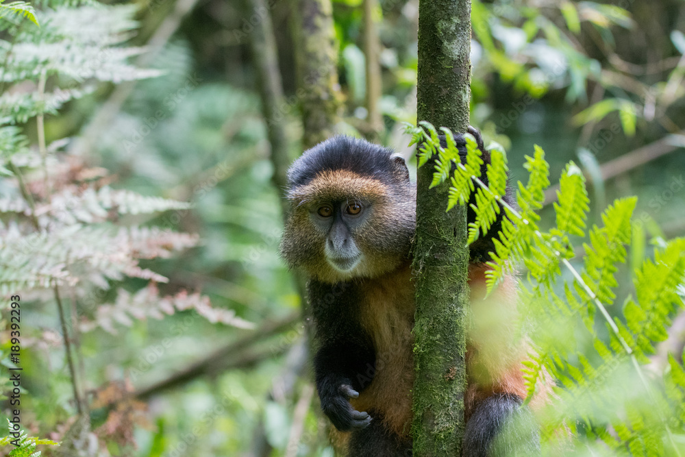Fototapeta premium Golden monkey in Rwanda