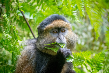 Fotobehang Aap Portret van gouden goudaap  © Tony Campbell