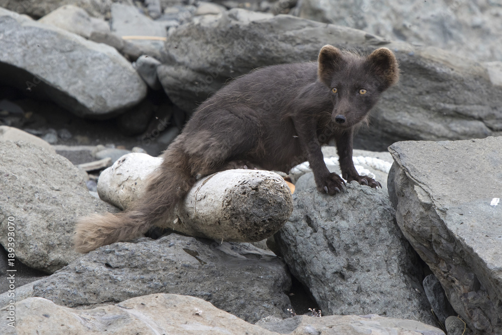 Breast-feeding female of the Commanders blue arctic fox jn the Copper island which stands from the coastal rocks near its lair Breast-feeding female of the Commanders blue arctic fox jn the Copper island which stands from the coastal rocks near its lair