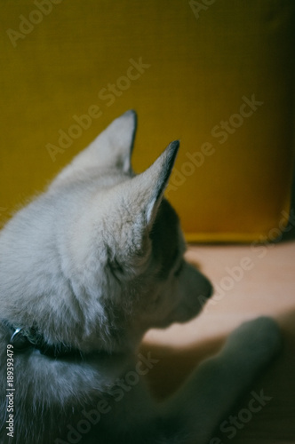 A baby Siberian Husky © leebly