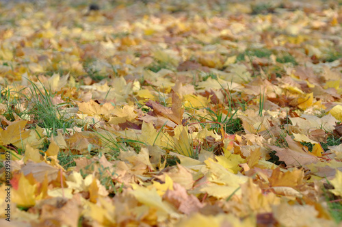 Fallen leaves in autumn